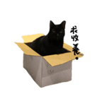 黒猫チュミ（個別スタンプ：11）