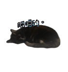 黒猫チュミ（個別スタンプ：15）