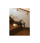 ぽんずの日々（個別スタンプ：8）