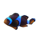 海の生き物（写真）（個別スタンプ：1）