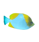 海の生き物（写真）（個別スタンプ：7）