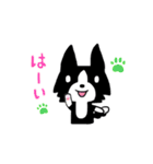 ボーダーコリーのクロちゃん（個別スタンプ：1）