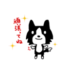ボーダーコリーのクロちゃん（個別スタンプ：24）