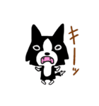 ボーダーコリーのクロちゃん（個別スタンプ：38）
