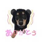 ミニチュアダックスフンド ニコ 2（個別スタンプ：1）