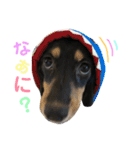ミニチュアダックスフンド ニコ 2（個別スタンプ：13）