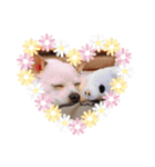 RUN☆DARU（個別スタンプ：6）