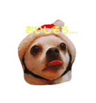 RUN☆DARU（個別スタンプ：14）