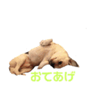 RUN☆DARU（個別スタンプ：15）
