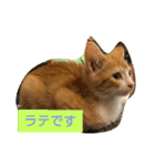 子猫のラテ君 スタンプ（個別スタンプ：1）