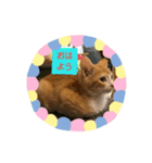 子猫のラテ君 スタンプ（個別スタンプ：2）