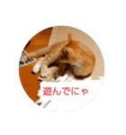 子猫のラテ君 スタンプ（個別スタンプ：4）
