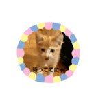 子猫のラテ君 スタンプ（個別スタンプ：5）