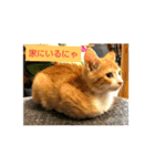 子猫のラテ君 スタンプ（個別スタンプ：7）