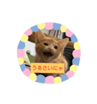 子猫のラテ君 スタンプ（個別スタンプ：8）