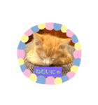 子猫のラテ君 スタンプ（個別スタンプ：10）