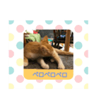 子猫のラテ君 スタンプ（個別スタンプ：13）