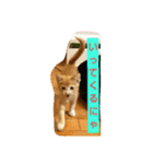 子猫のラテ君 スタンプ（個別スタンプ：14）