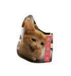 子猫のラテ君 スタンプ（個別スタンプ：15）