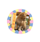 子猫のラテ君 スタンプ（個別スタンプ：16）