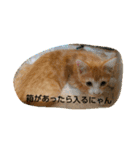 子猫のラテ君 スタンプ（個別スタンプ：17）