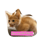 子猫のラテ君 スタンプ（個別スタンプ：19）