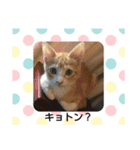 子猫のラテ君 スタンプ（個別スタンプ：22）