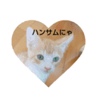 子猫のラテ君 スタンプ（個別スタンプ：23）
