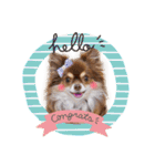 チワワのモカちゃん♡Happy Smile♡（個別スタンプ：1）