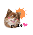 チワワのモカちゃん♡Happy Smile♡（個別スタンプ：2）
