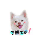 チワワのモカちゃん♡Happy Smile♡（個別スタンプ：4）