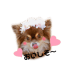 チワワのモカちゃん♡Happy Smile♡（個別スタンプ：7）