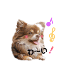 チワワのモカちゃん♡Happy Smile♡（個別スタンプ：8）