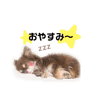 チワワのモカちゃん♡Happy Smile♡（個別スタンプ：10）