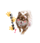 チワワのモカちゃん♡Happy Smile♡（個別スタンプ：14）