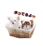チワワのモカちゃん♡Happy Smile♡（個別スタンプ：15）