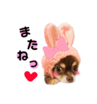 チワワのモカちゃん♡Happy Smile♡（個別スタンプ：18）