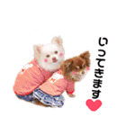チワワのモカちゃん♡Happy Smile♡（個別スタンプ：19）