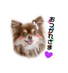 チワワのモカちゃん♡Happy Smile♡（個別スタンプ：21）