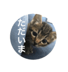 ノリヲんちのネコ02（個別スタンプ：1）