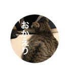 ノリヲんちのネコ02（個別スタンプ：2）