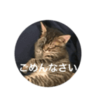 ノリヲんちのネコ02（個別スタンプ：3）