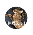ノリヲんちのネコ02（個別スタンプ：4）