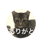 ノリヲんちのネコ02（個別スタンプ：5）