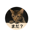 ノリヲんちのネコ02（個別スタンプ：7）