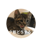 ノリヲんちのネコ02（個別スタンプ：8）