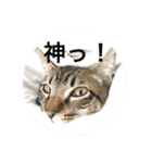 ノリヲんちのネコ02（個別スタンプ：11）