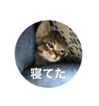ノリヲんちのネコ02（個別スタンプ：14）