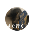 ノリヲんちのネコ02（個別スタンプ：15）