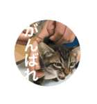 ノリヲんちのネコ02（個別スタンプ：16）